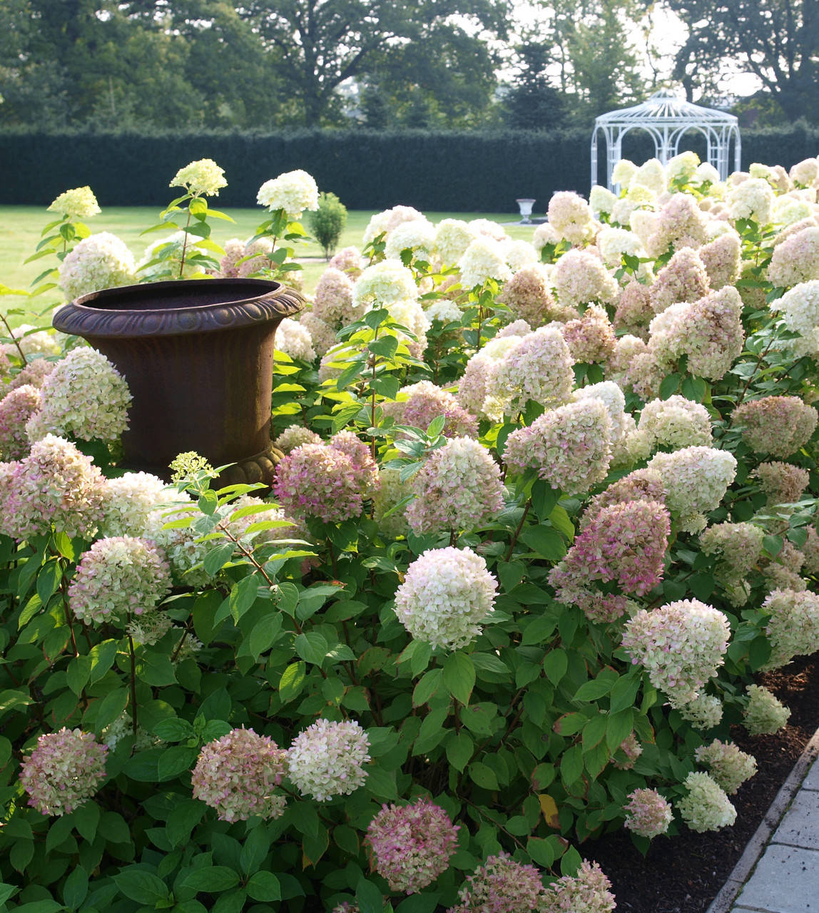 

Гортензия метельчатая Грандифлора \ Hydrangea paniculata Grandiflora ( саженцы 3 года)