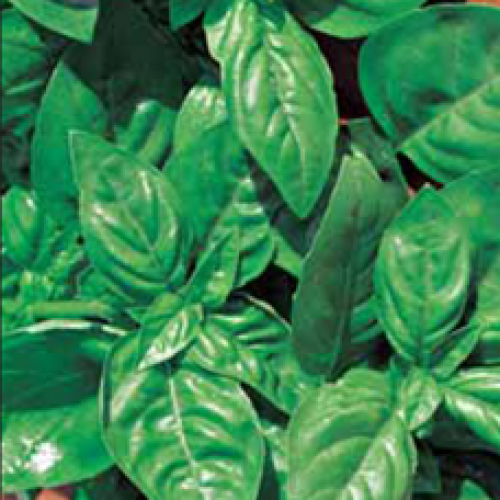 

Базилик зеленый, 0,3г