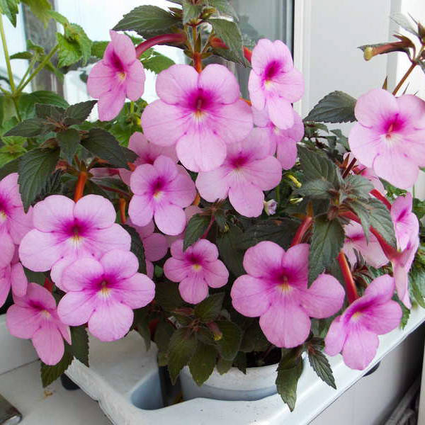 

Ахименес Peach Blossom