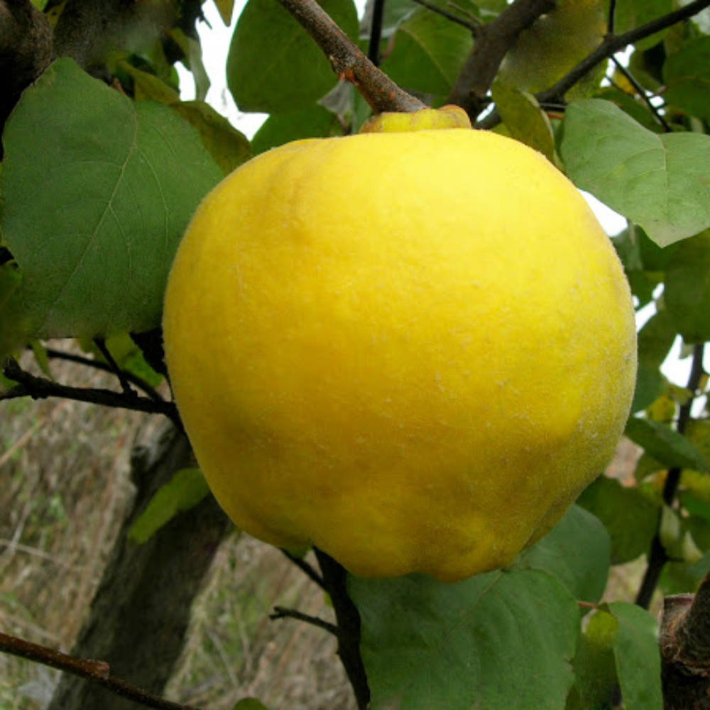 

Айва Мария