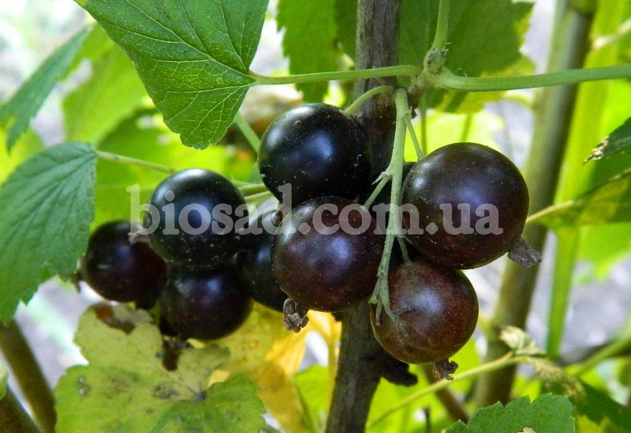 

Черная смородина Улюблена Млиева