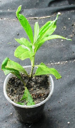 

Буддлея Давида Адонис Блю (Buddleja davidii Adonis Blue). Укоренённые черенки в контейнерах Д5.