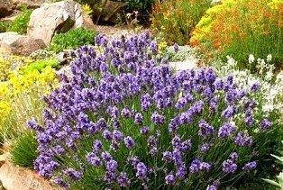 

Лаванда узколистная Хидкот Блу Стреин, С2 / Lavandula angustifolia Hidcote Blue Strain