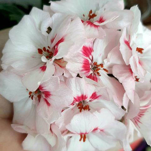 

Пеларгония Ю-Бедная Лиза, Сиреневый