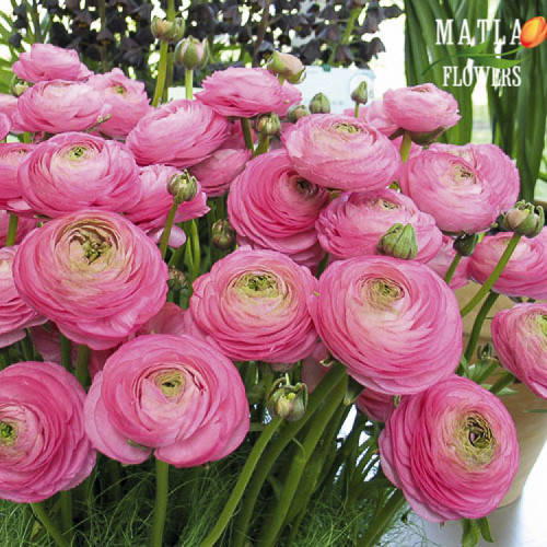 

Клубни Лютик Ranunculus Aviv Pink