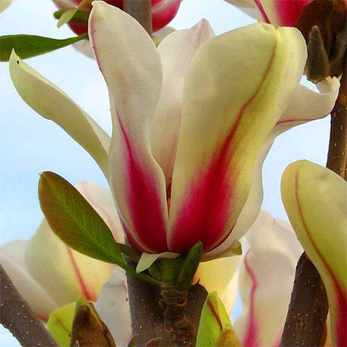 

Магнолия Green Diamond