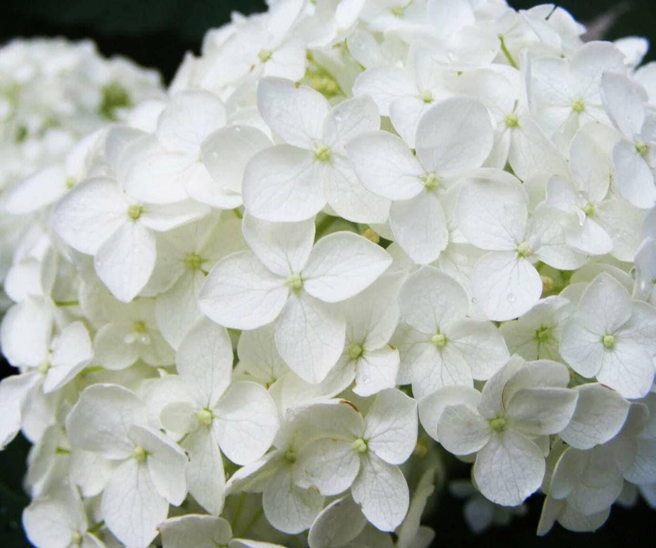 

Древовидная гортензия «Annabelle»