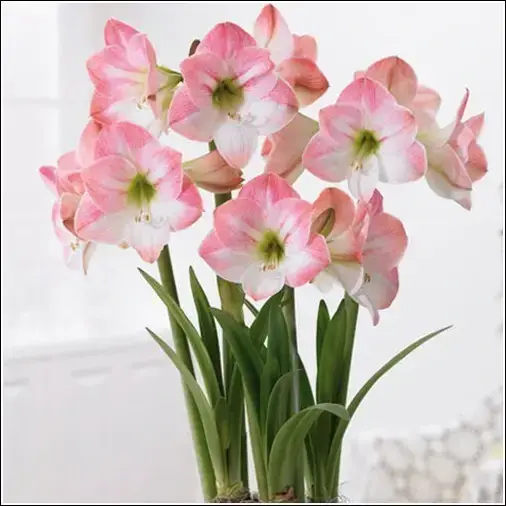 

Амариллис Apple Blossora