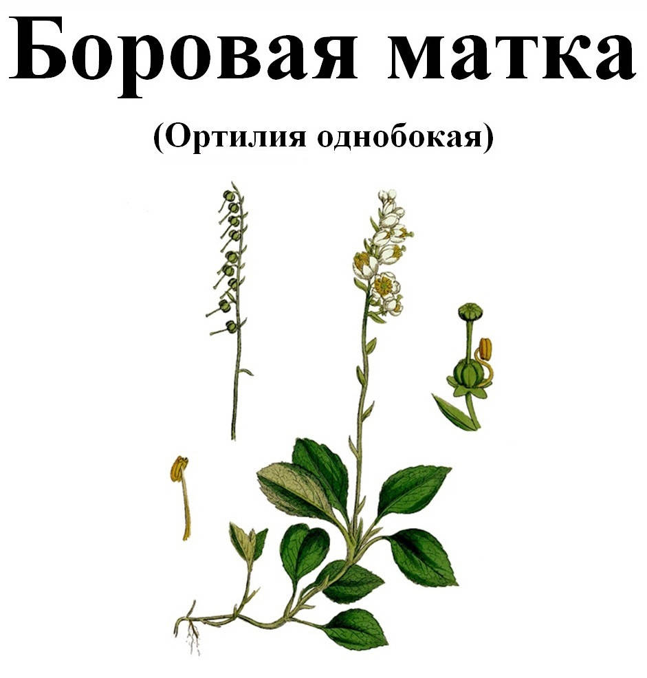 

Боровая матка (ортилия однобокая), трава сухая, 35 грамм