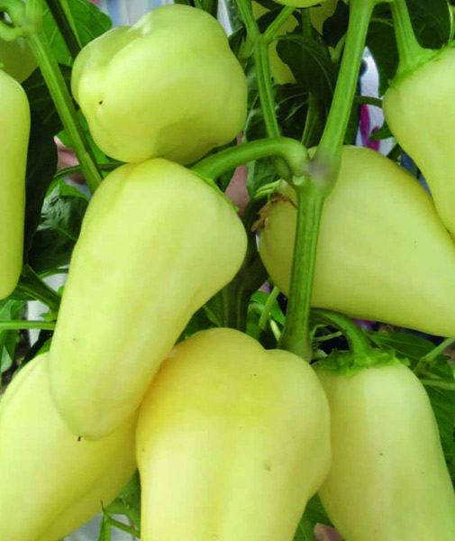 

Семена перца Белозерка