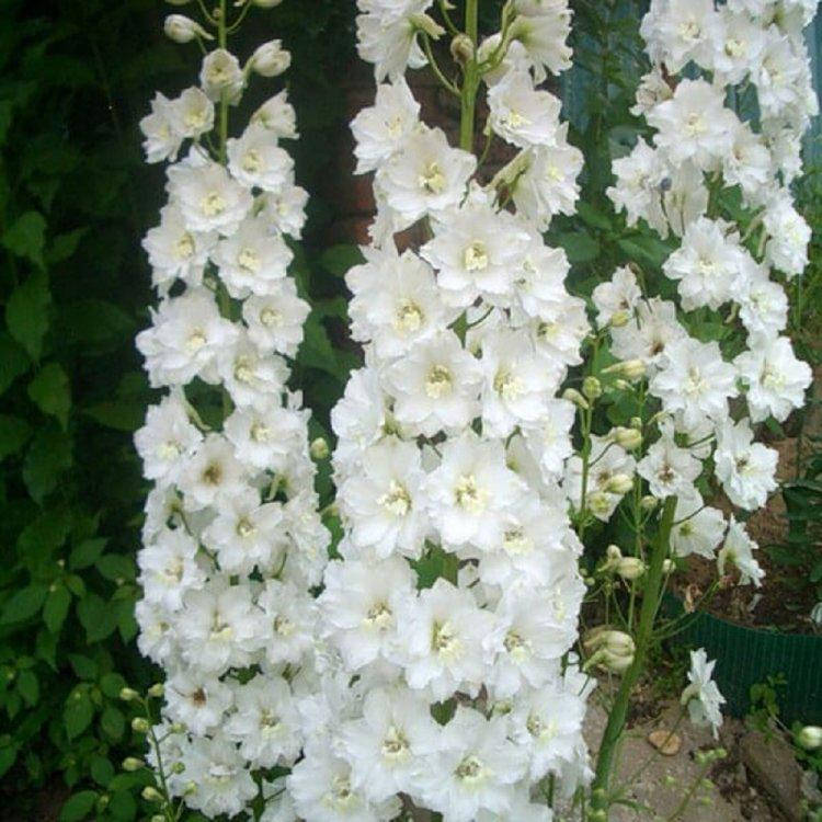 

Семена Дельфиниум многолетний Галахад 0,1 г W.Legutko 5068, Белый