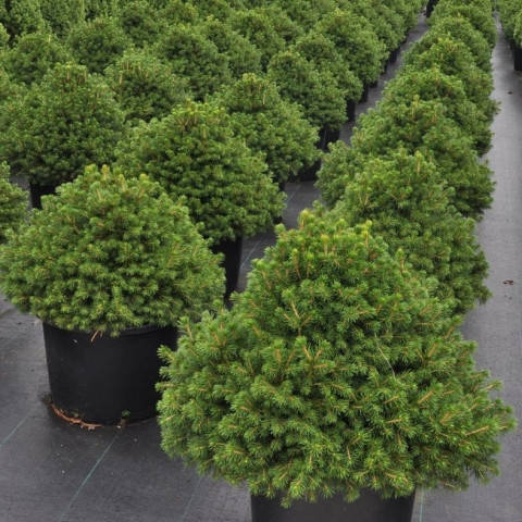 

Ель обыкновенная Охлендорфи С2 (Picea abies Ohlendorffii)