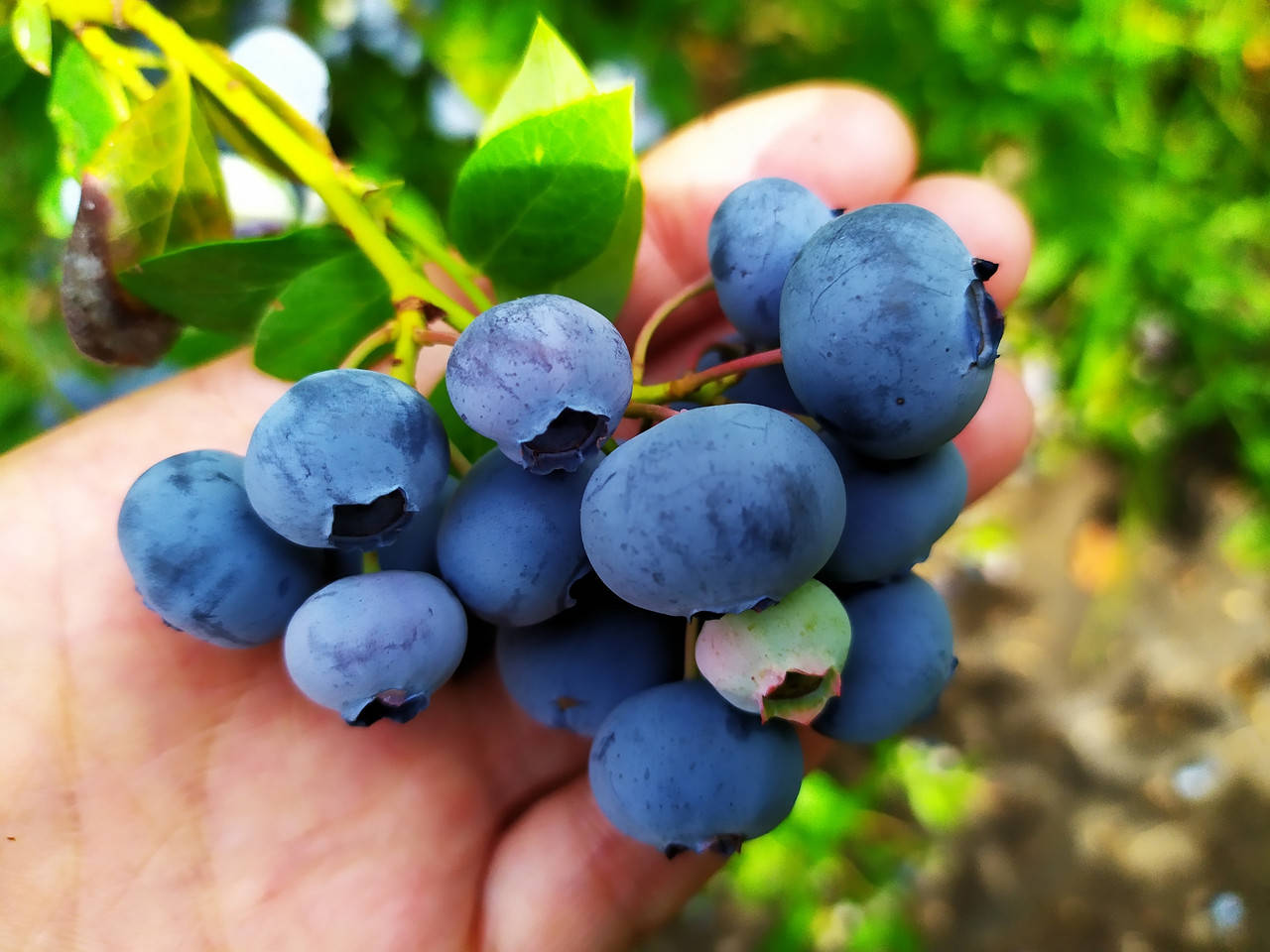 

Дарроу саженцы голубики в конт.3л