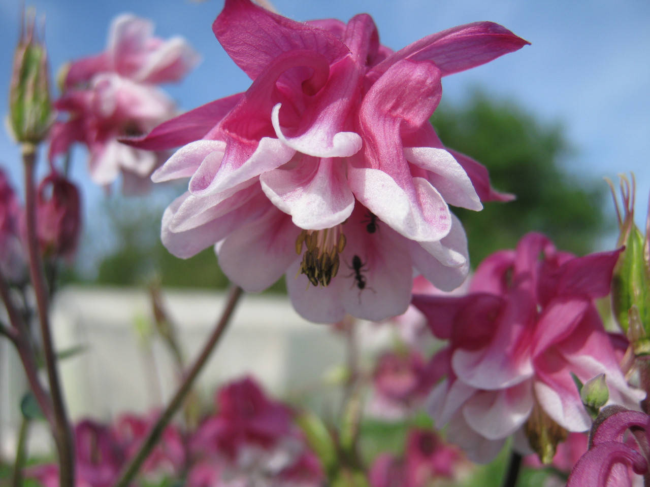 

Аквилегия розовая с белой серединкой