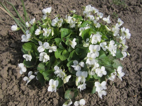 

Фиалка сестринская Эльза Камбс (Viola sororia Elza Cumbs)