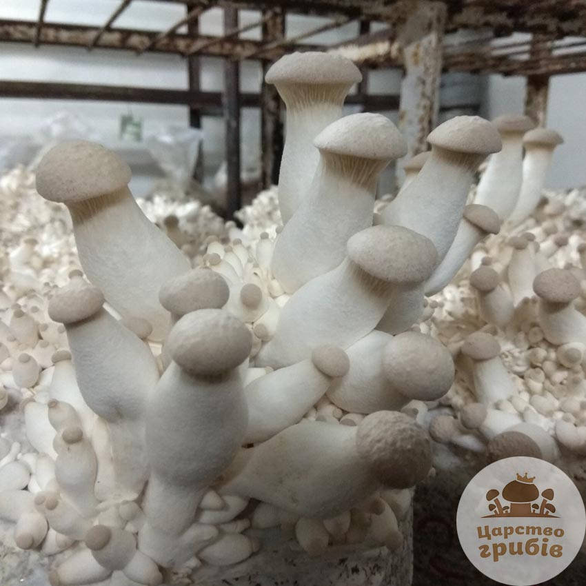 

Свежие грибы Еринги (Pleurotus eryngii).