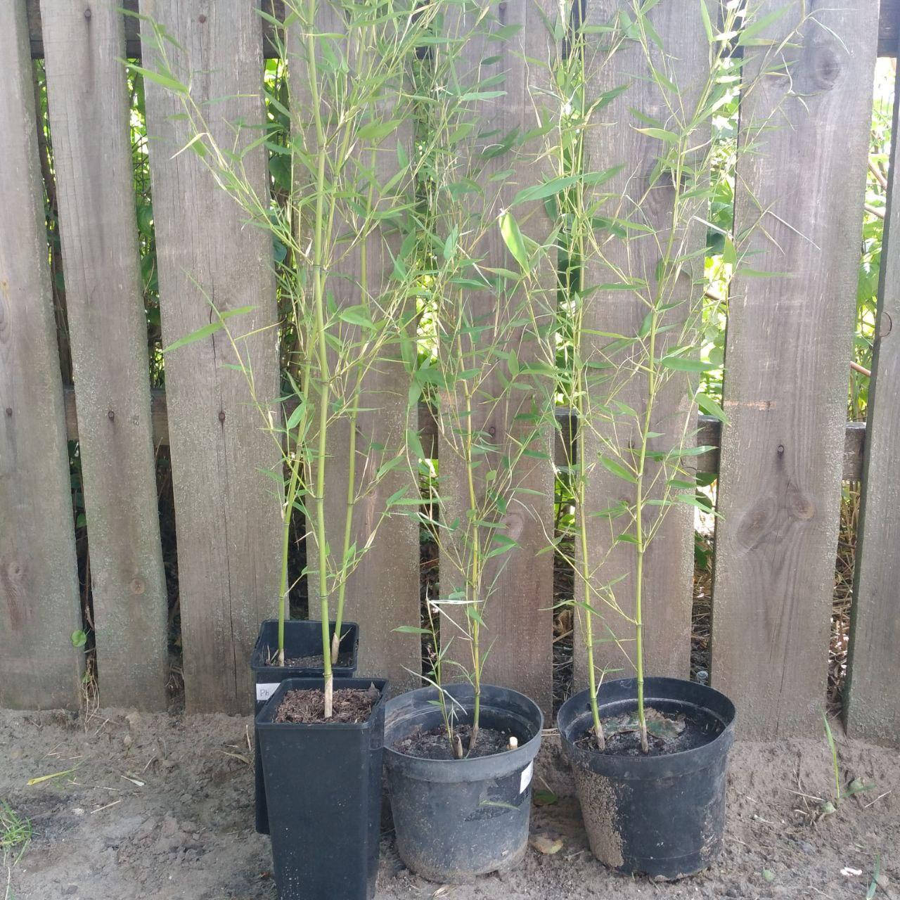 

Саженцы бамбука Phyllostachys Bissettii 110 -130 см