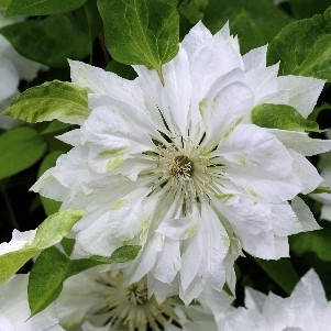 

Клематис Yukiokoshi (Юкиокоши)