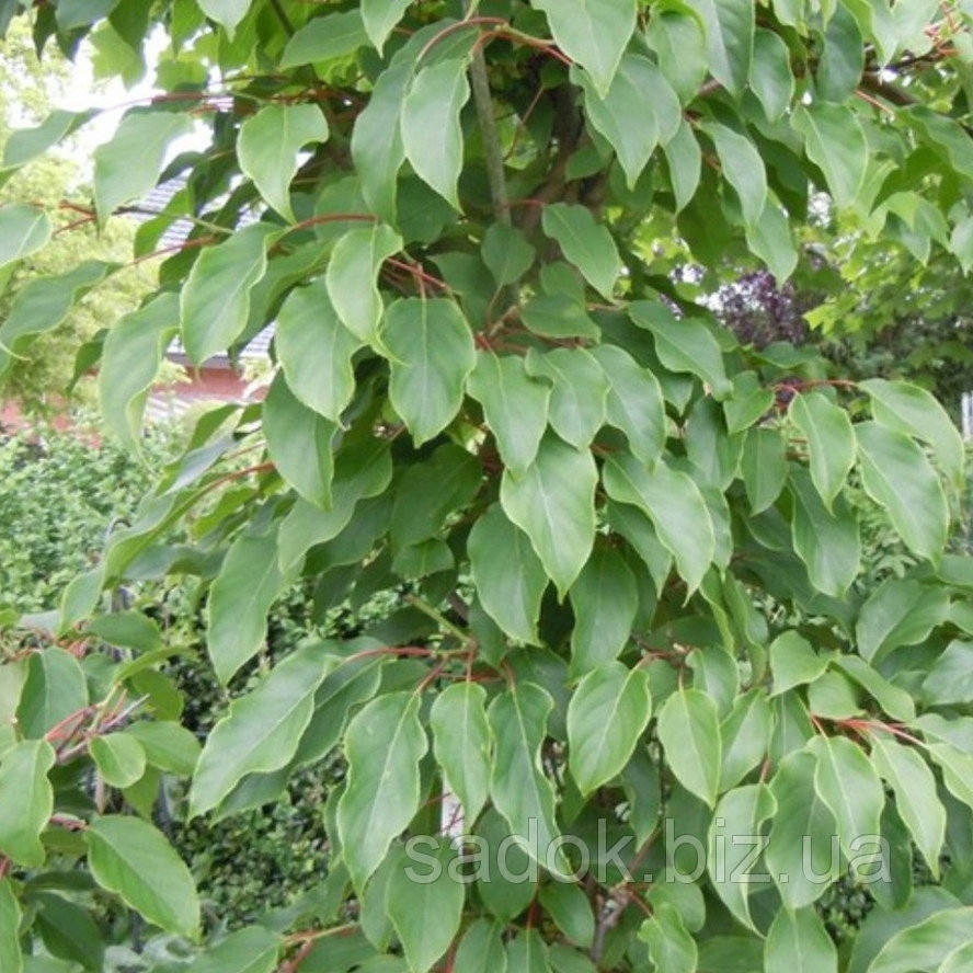 

Саженец актинидии аргута ДОН - ЖУАН (Don Zhuan) - мужской, 1-летний