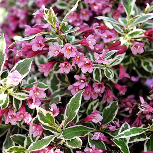

Вейгела флорида Монет / Weigela florida Monet / C1,5