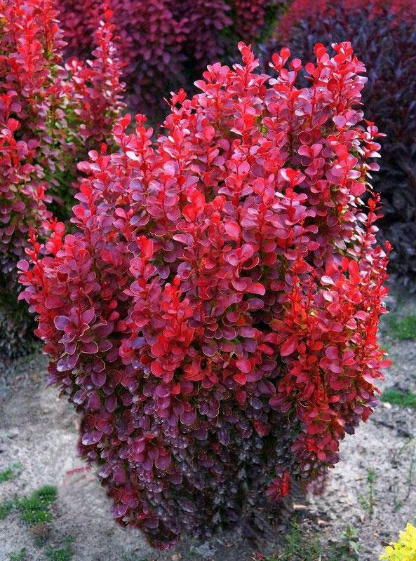 

Барбарис тунберга Ред Тауэр \ Berberis thunb. 'Red Tower' ( саженцы 3 года)