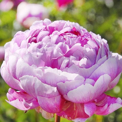 

Півонія Ursinow N (саджанець)