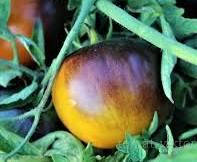 

Семена томата "Синяя клементина"