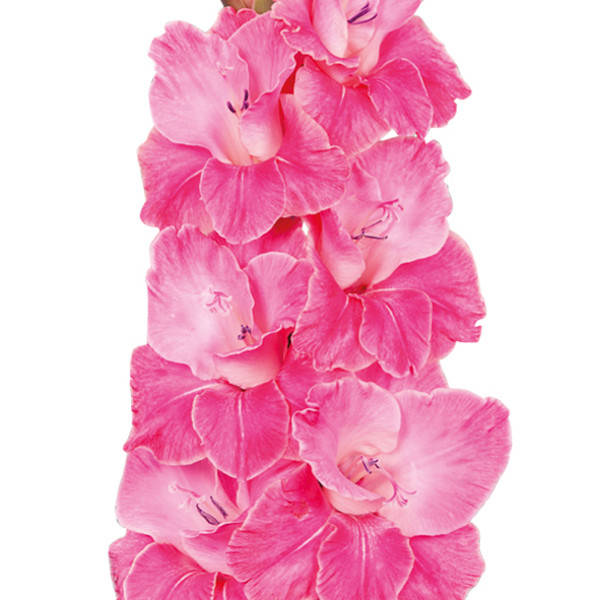 

Гладиолус Pink Event