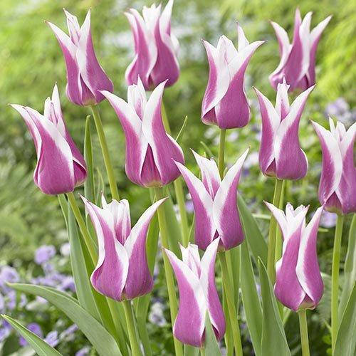 

Тюльпан Ballade (луковицы) 3 шт