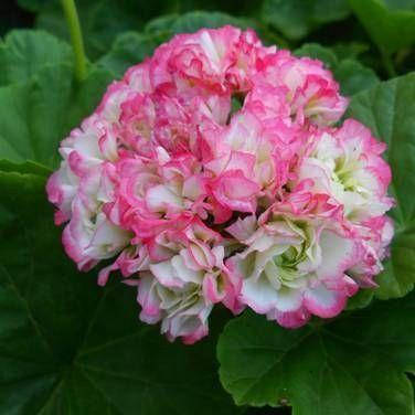 

Пеларгония Епл блоссом, Apple blossom rosebud geranium, Розовый