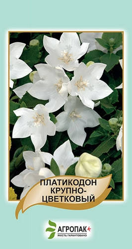 

Платикодон крупноцветковый, белый 50 шт