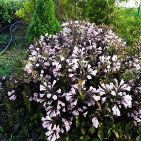 

Вейгела цветущая "Блек энд Уайт" (Weigela florida "Black and White")