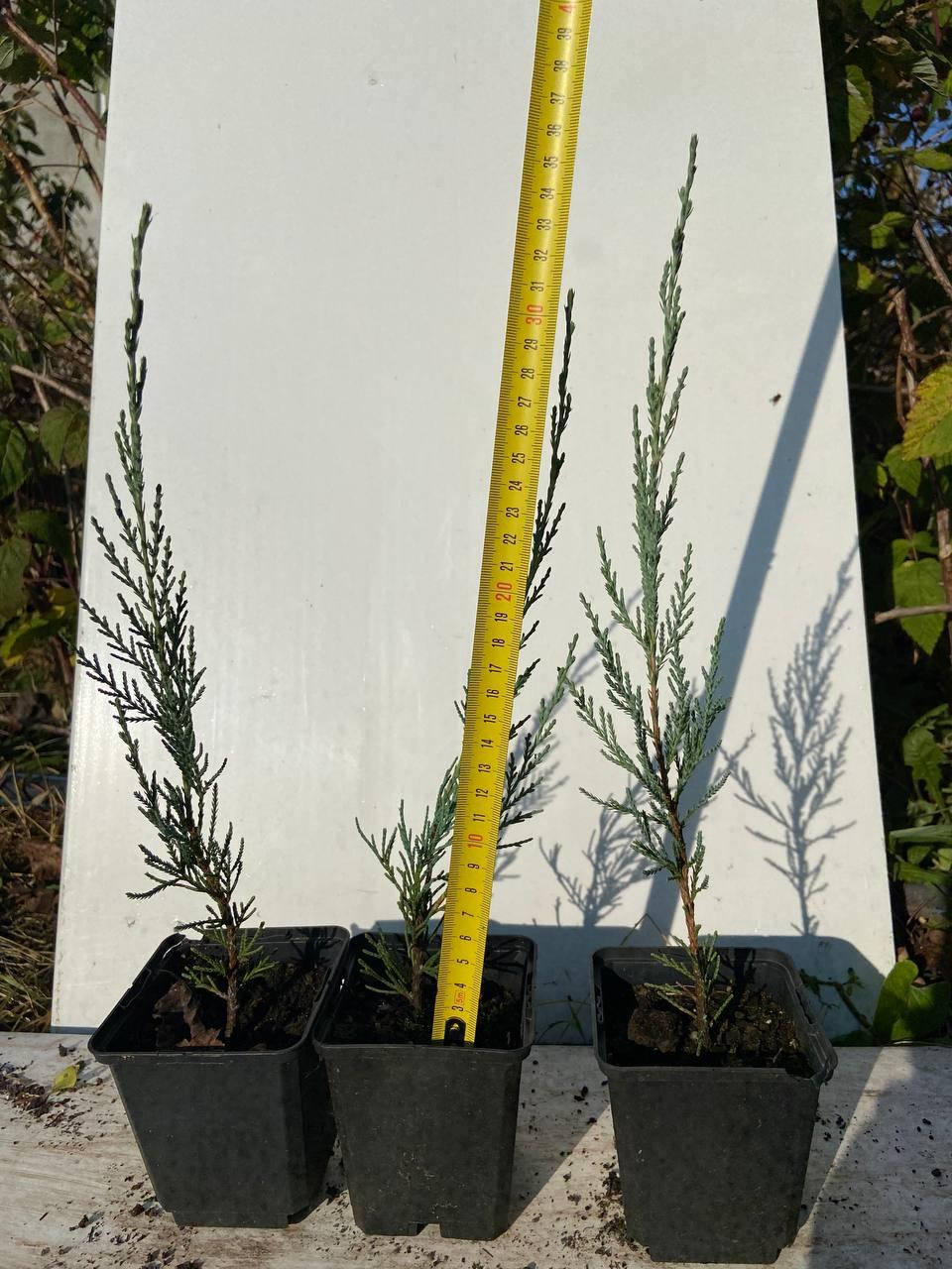 

Можжевельник скальный Скайрокет (Juniperus scopulorum Skyrocket) 30 см