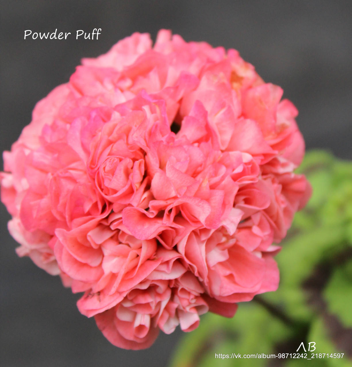 

Пеларгония зональная "Powder Puff" (герань, калачик №3)