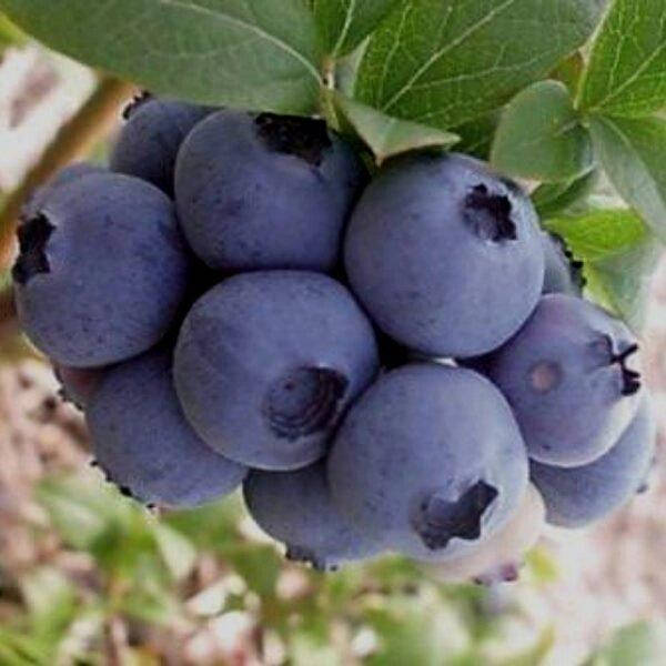 

Голубика Toro (саженцы)