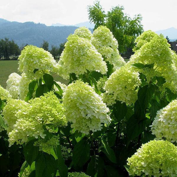 

Гортензия метельчатая Лаймлайт / Hydrangea Limelight / С10