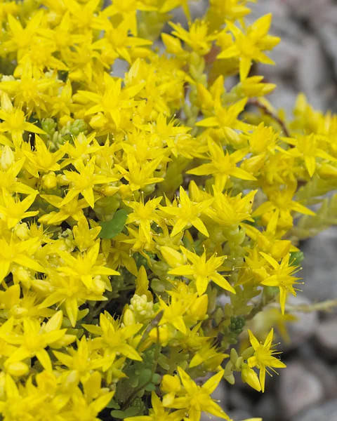 

Очиток #15/ Седум "Жовта королева"/ Sedum acre Yellow Queen, горщик р9