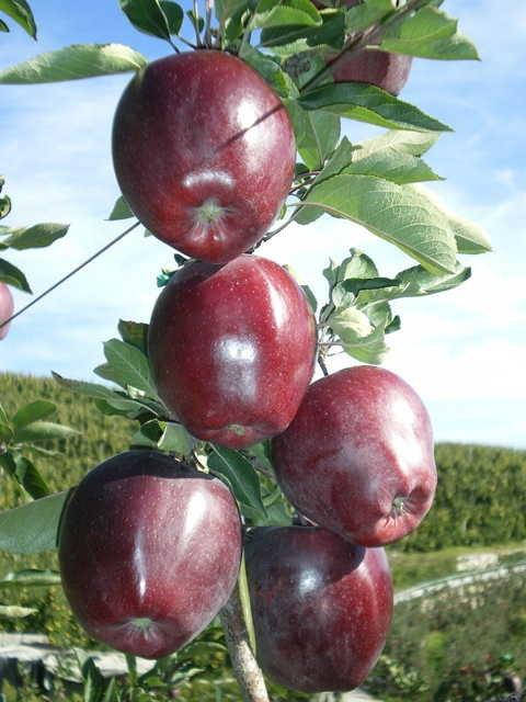 

Яблоня Джеромин (Jeromin, поздний сорт)