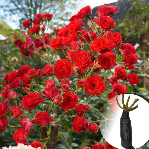 

Саженец Роза Scarlet Meillandecor