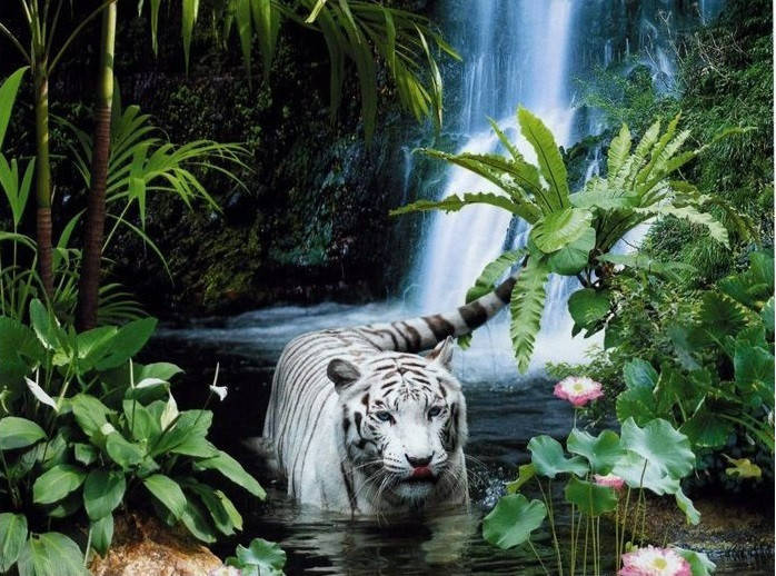 

Фотообои бумажные на стену, 242х201 см "Тропическая сказка", фотообои готовые, фотообои природа, 15 листов