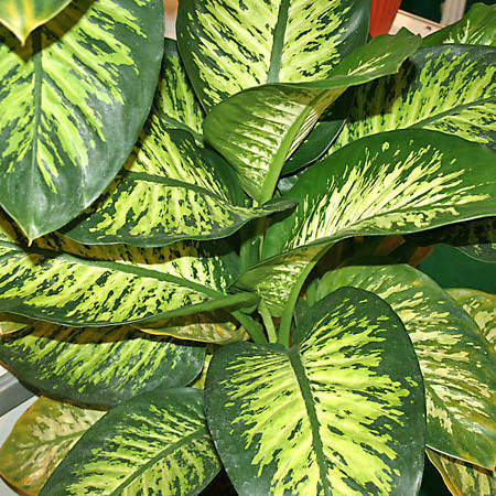 

Дифенбахия, Dieffenbachia, Зелёный
