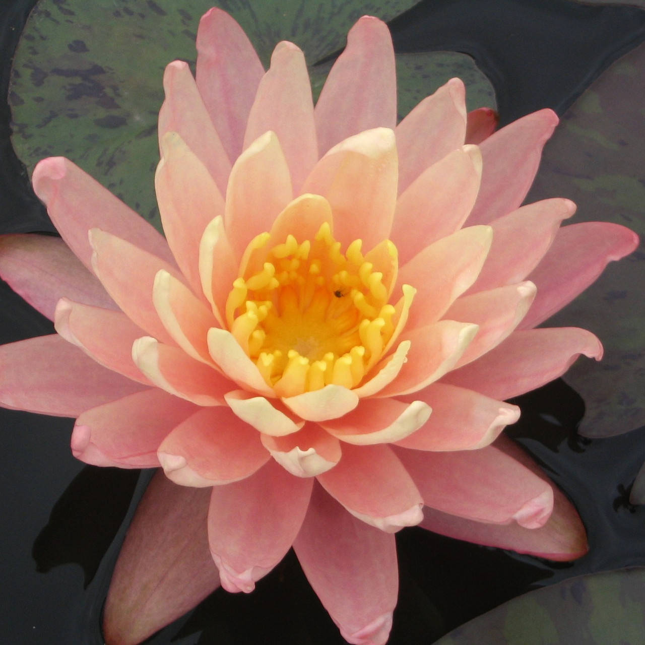 

Нимфея "Санни Пинк" - Nymphaea "Sunny Pink"