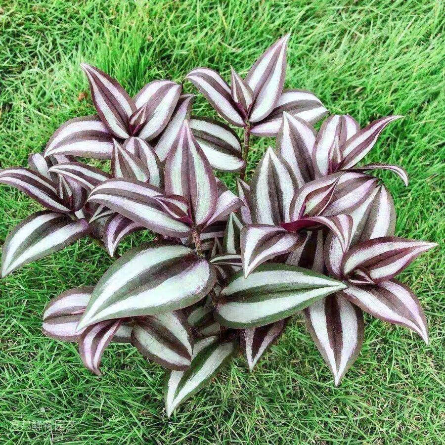 

Традесканция зебрина Purple 10-15 см. 5/+ шт. 0,2 л., Фиолетовый