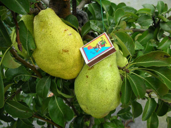 

Груша Ноябрска