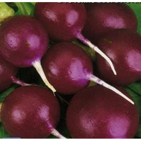 

Семена редиса Малага