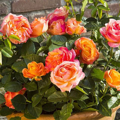 

Роза Antigua (саженцы)