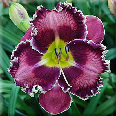 

Лилейник Сильвер Мун Спаркл (Silver Moon Sparkle)