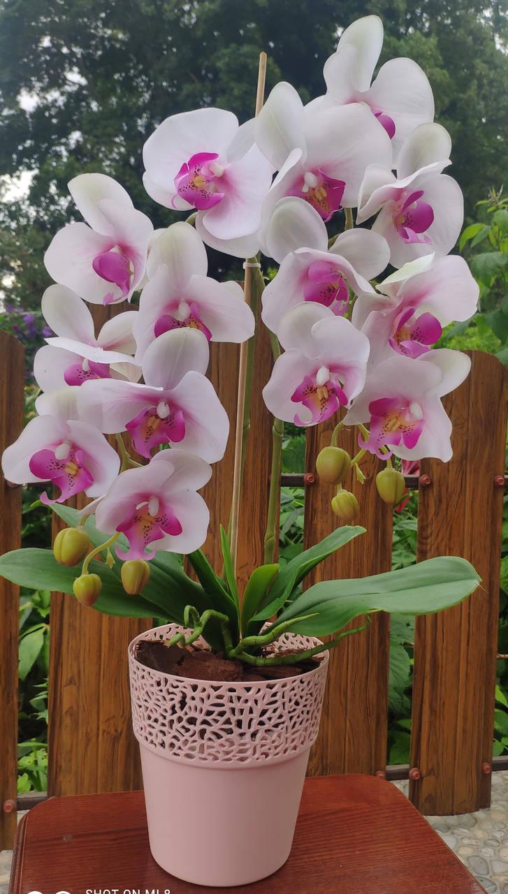 

Цветок искусственный Латексный "Орхидея" на две веточки в вазоне, белая с розовым, Разные цвета