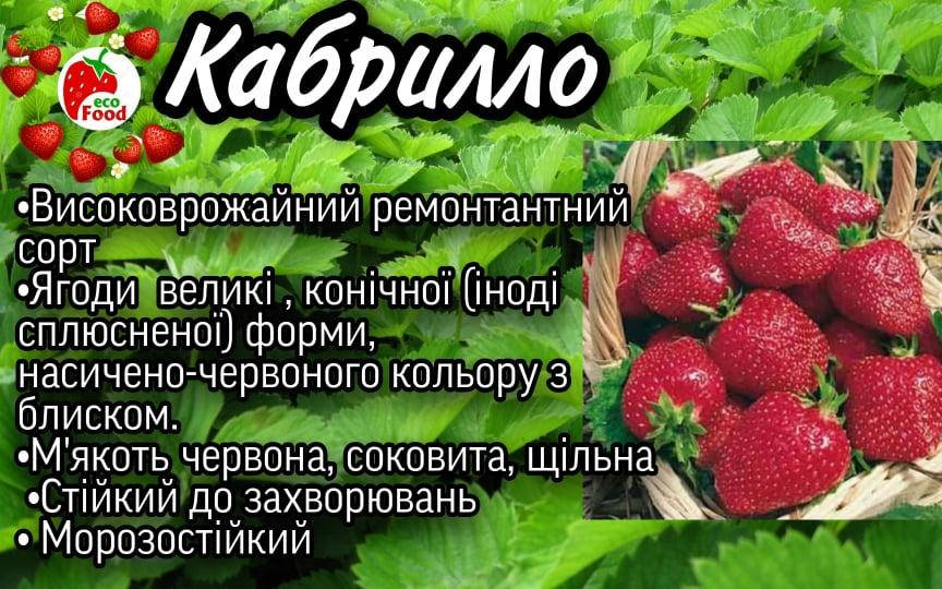 

Сорт Кабрилло