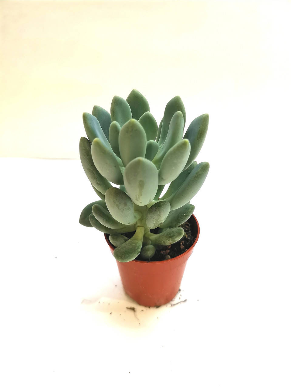 

Пахифитум Pachyphytum clavifolia Суккулент Комнатное растение